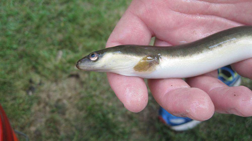 Belut amerika (commons.wikimedia.org/U.S. Fish and Wildlife Service)
