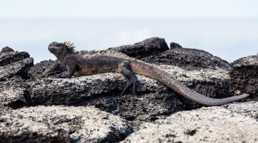 Iguana Laut, Ini 6 Fakta Reptil Unik dari Galapagos