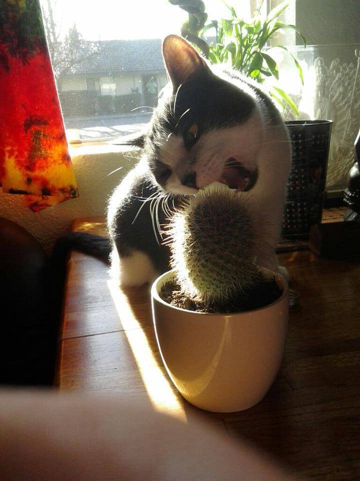 foto lucu kucing dengan kaktus (reddit.com/r/cats)
