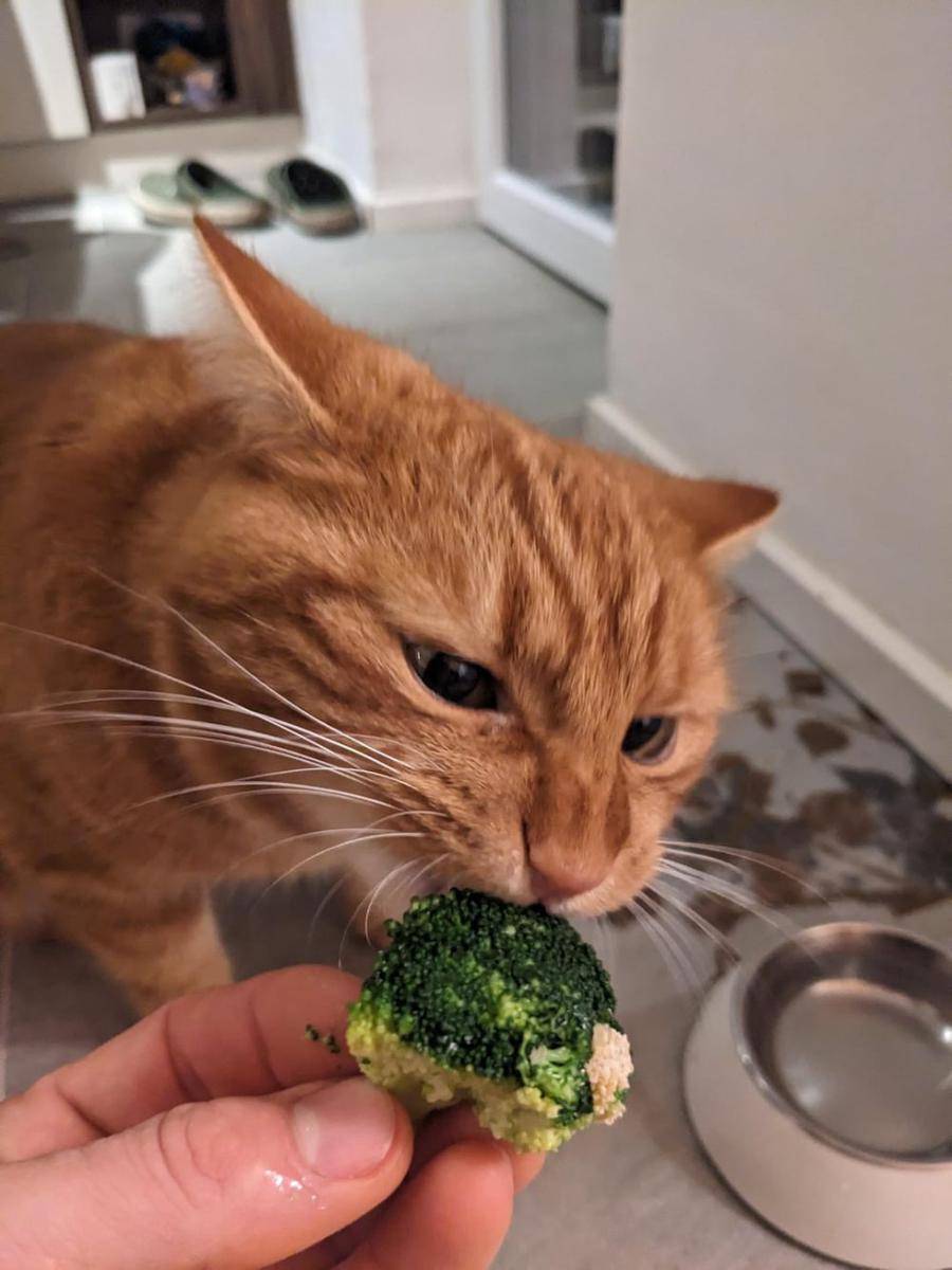 potret gemas kucing makan sayuran hijau (reddit.com/user/raftaa)