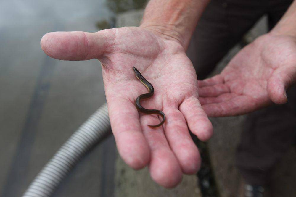 Belut amerika (commons.wikimedia.org/U.S. Fish and Wildlife Service)