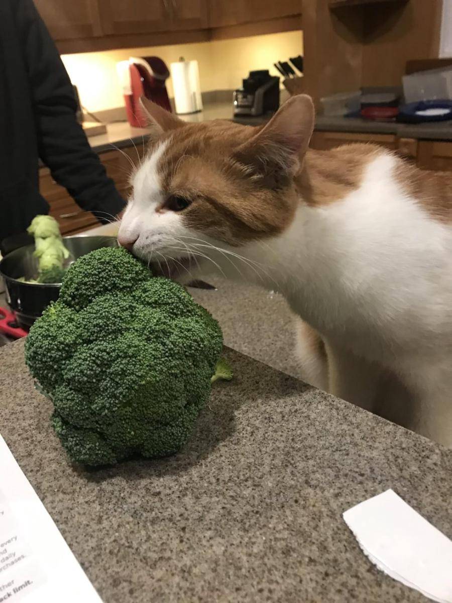 potret gemas kucing makan sayuran hijau (reddit.com/user/AlmonteJak)