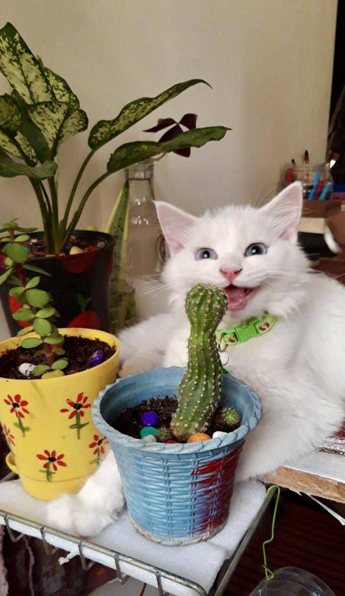foto lucu kucing dengan kaktus (reddit.com/user/Morningstarr111)
