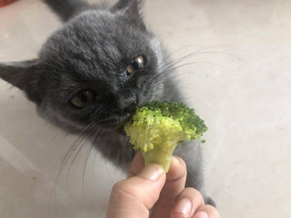 potret gemas kucing makan sayuran hijau (reddit.com/user/Sixeven2021)