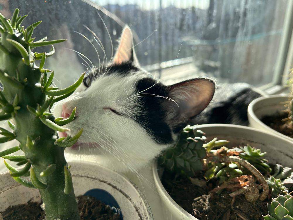 foto lucu kucing dengan kaktus (reddit.com/user/Ronifish)