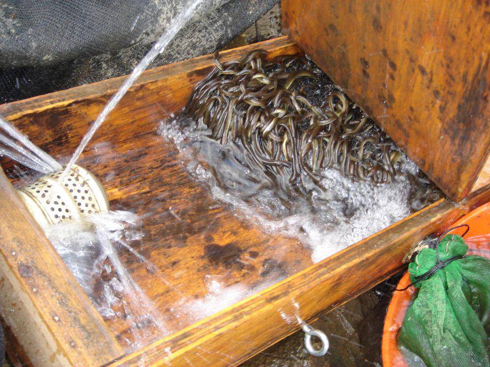 Belut amerika (commons.wikimedia.org/U.S. Fish and Wildlife Service)