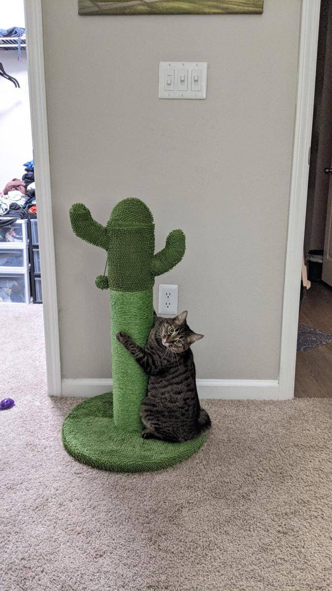 foto lucu kucing dengan kaktus (reddit.com/user/Screamingvixen)