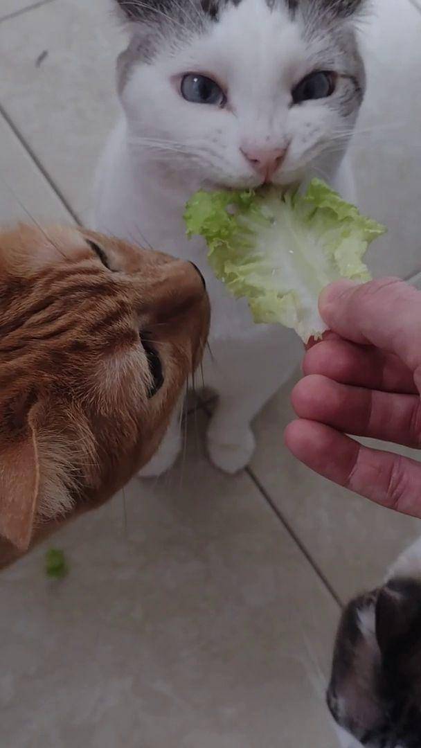 potret gemas kucing makan sayuran hijau (reddit.com/user/sucramf2)