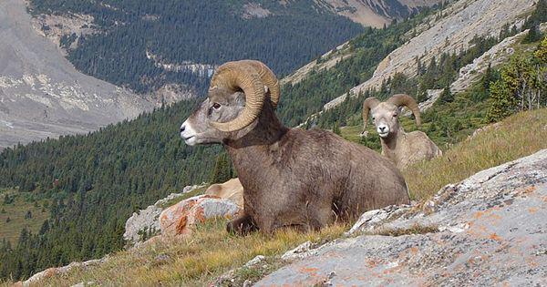 4 Hewan Unik yang Hidup di Taman Nasional Yellowstone, Bikin Terpukau!