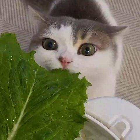 potret gemas kucing makan sayuran hijau (reddit.com/user/motozom)
