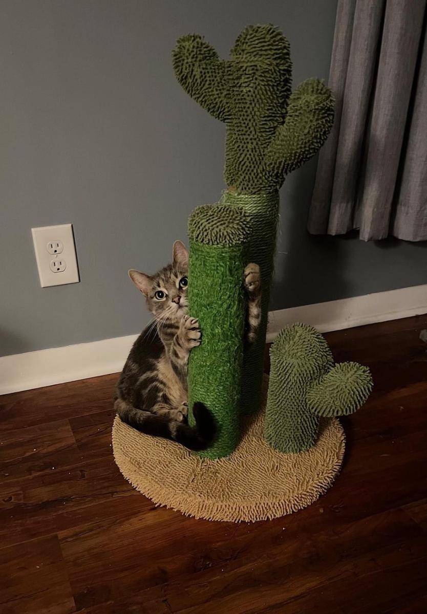 foto lucu kucing dengan kaktus (reddit.com/user/DarkFrost2000)