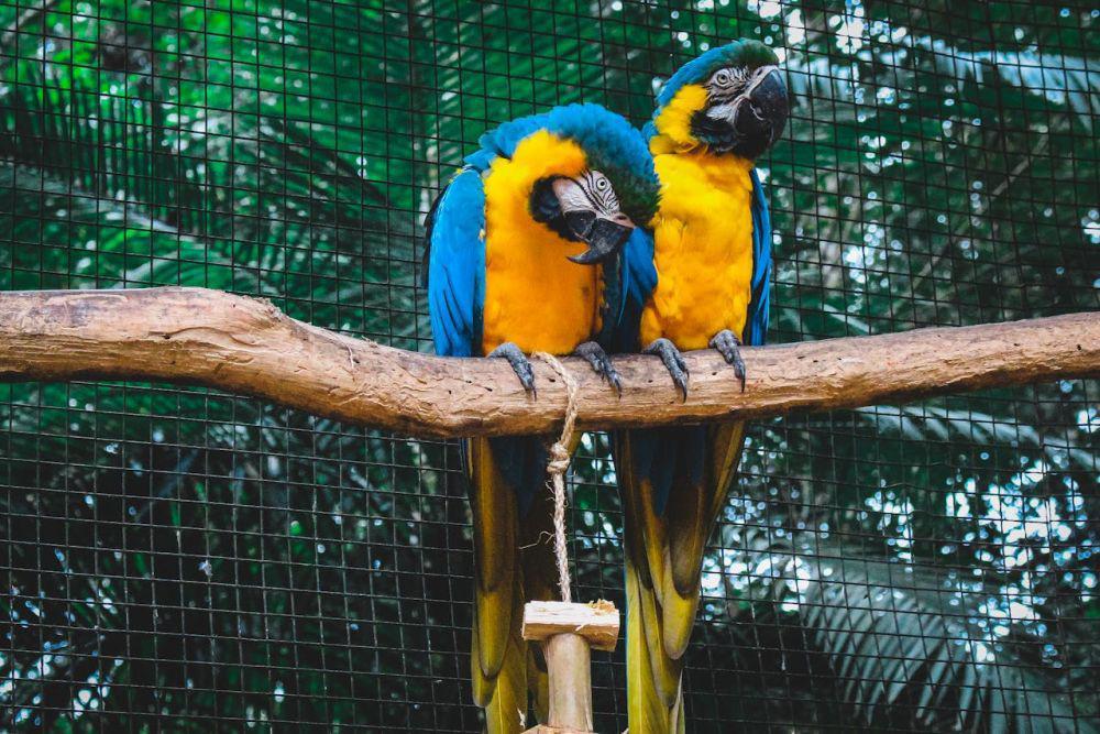 Cara ke Aviary Park Indonesia, Taman Burung Unik di Tangsel