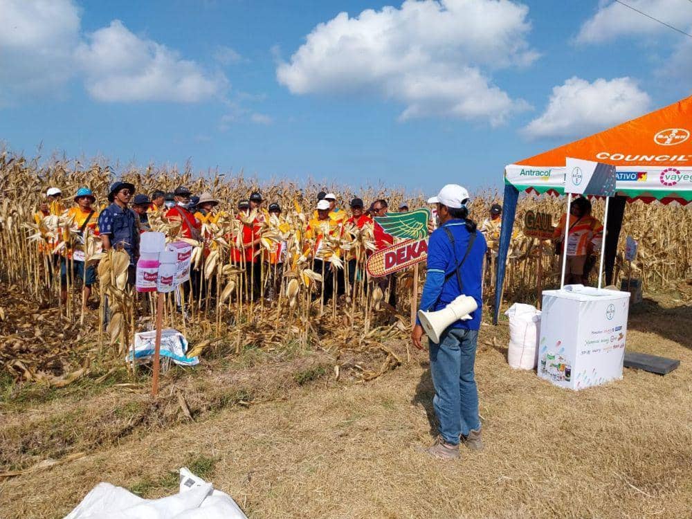 Panen jagung di Kecamatan Selemadeg Timur Kecamatan Tabanan (Dok.IDNTimes/Istimewa)