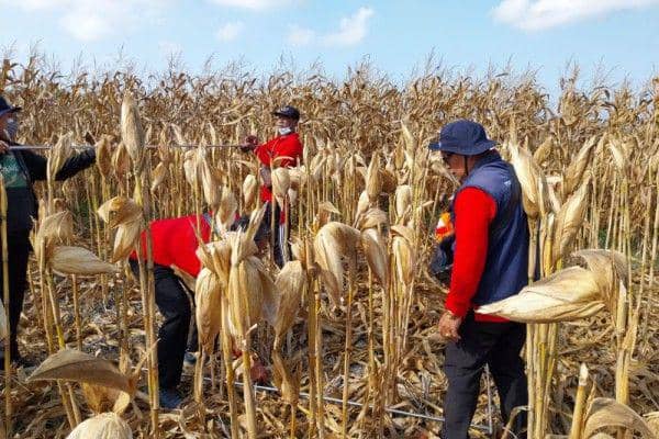 Panen jagung di Kecamatan Selemadeg Timur Kecamatan Tabanan (Dok.IDNTimes/Istimewa)