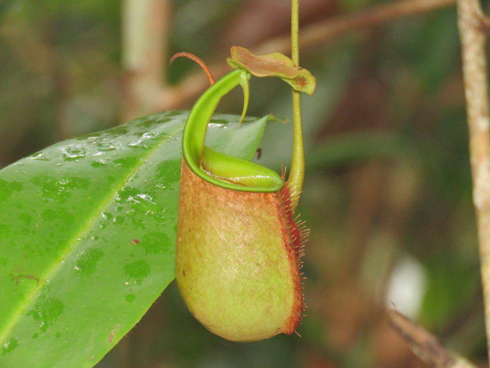ilustrasi Nepenthes bicalcarata (inaturalist.org/teresap)