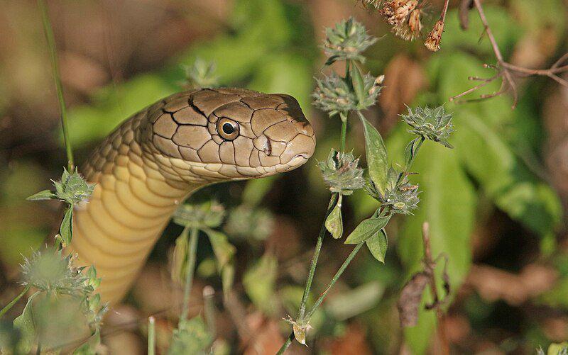 5 Fakta King Cobra, Ular Berbisa Paling Besar di Dunia