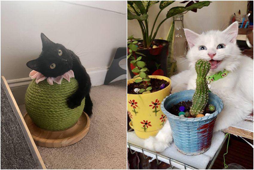 kolase foto lucu kucing dengan kaktus (reddit.com/user/wildriceee | reddit.com/user/Morningstarr111)