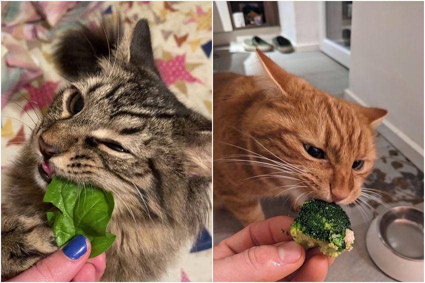 kolase potret gemas kucing makan sayuran hijau (reddit.com/user/CholeChilango | reddit.com/user/raftaa)