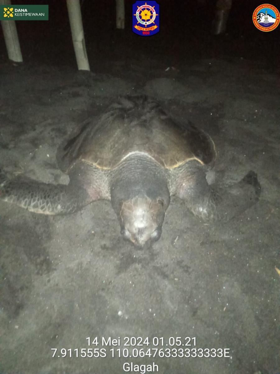 Penyu Lekang Penuh Luka Mati Terdampar di Pantai Glagah Kulon Progo
