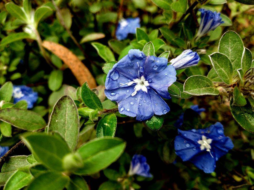 Bunga morning glory (unsplash.com/Woliul Hasan)