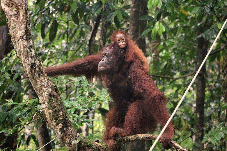 Anak orang utan terlihat digendong induknya. (commons.wikimedia.org/Sabar Minsyah)