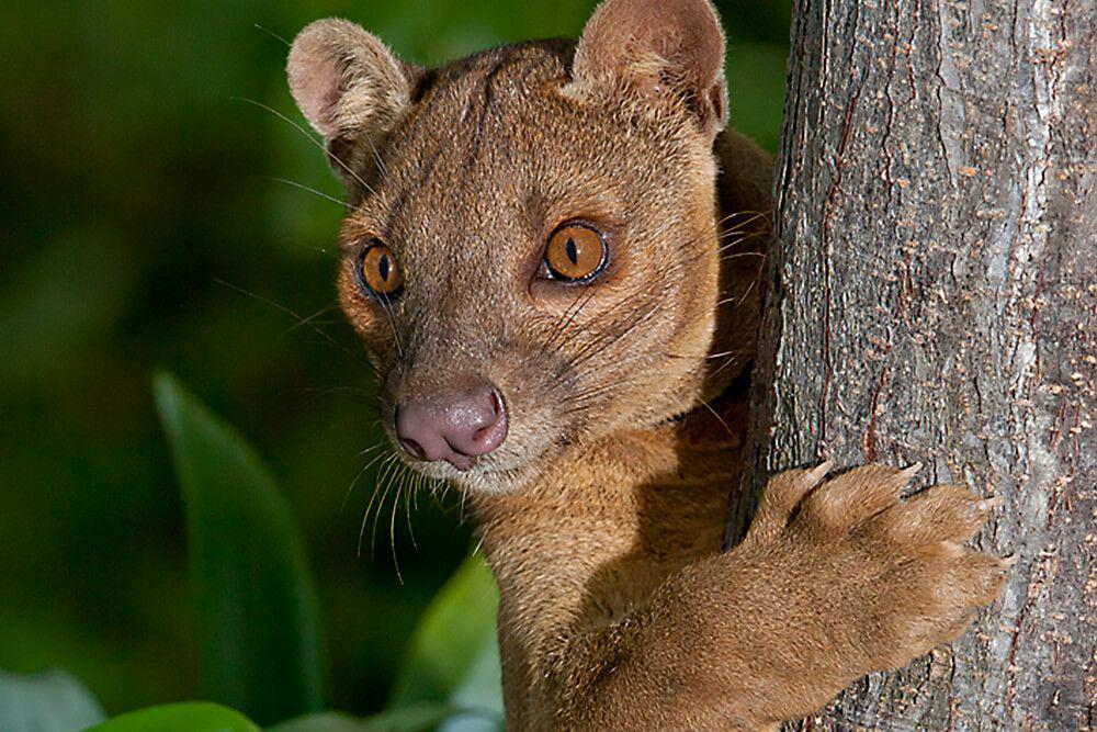 6 Karnivora Unik dari Madagascar, Mayoritas Terancam Punah