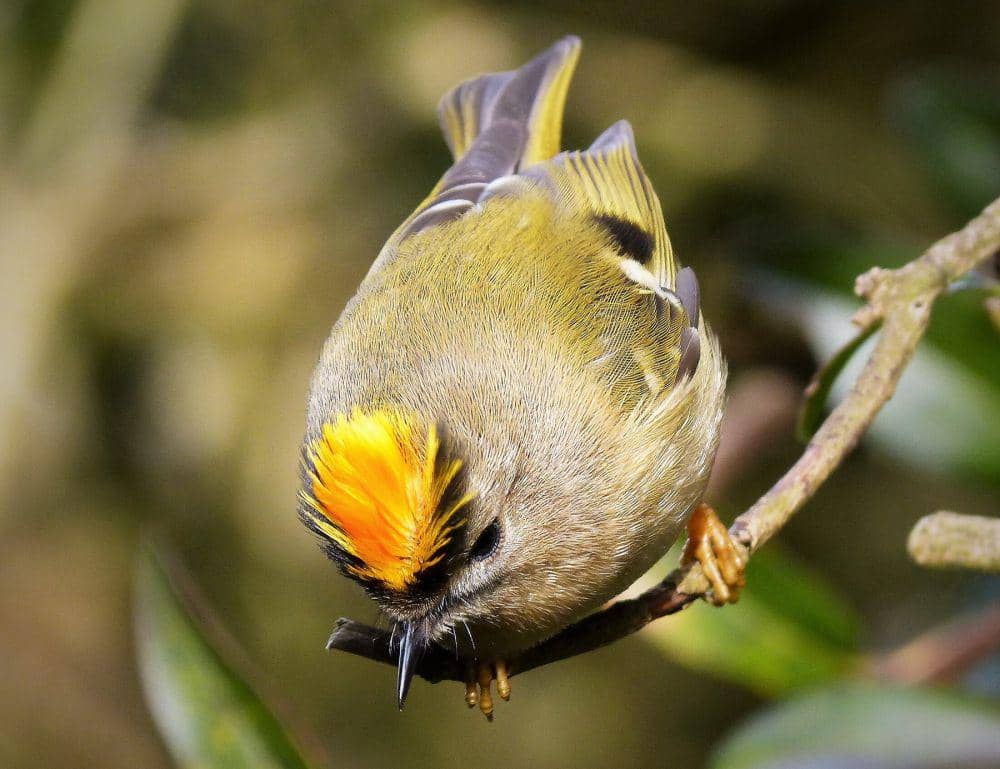 burung goldcrest (commons.wikimedia.org/gailhampshire)