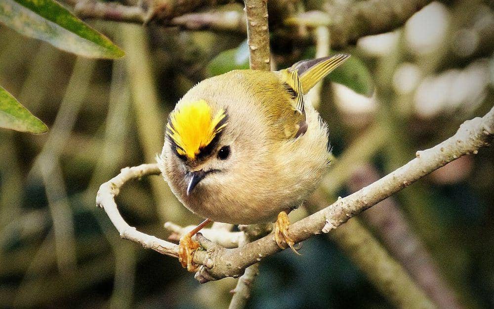 burung goldcrest (commons.wikimedia.org/gailhampshire)