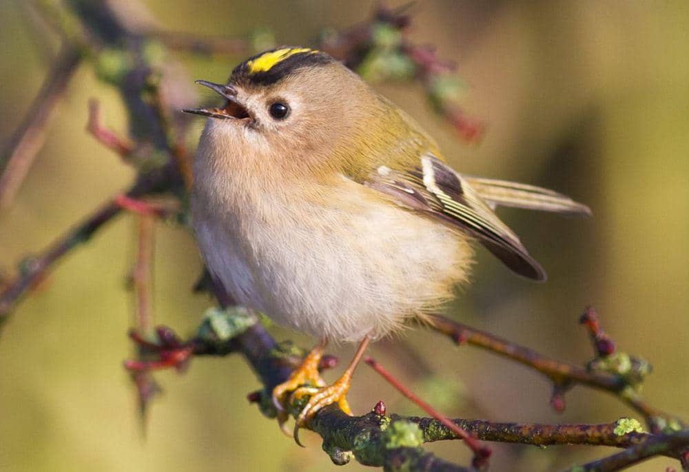 burung goldcrest (commons.wikimedia.org/Cliff Watkinson)