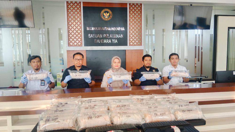Penyelundupan ribuan benih BBL berhasil digagalkan di Yogyakarta Internasional Airport (Dokumentasi Istimewa)