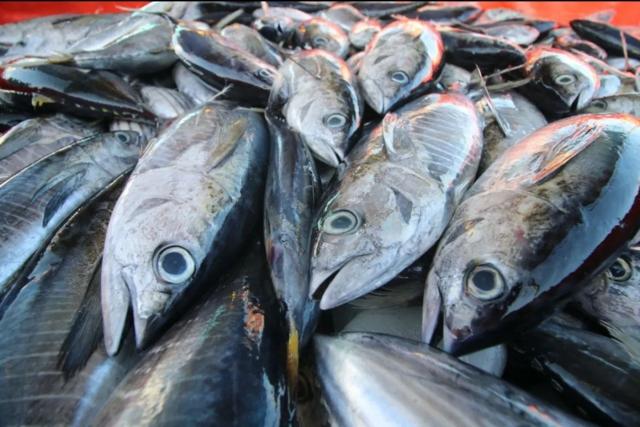RI Raup Rp14,8 Triliun dari Ekspor Tuna, Populasinya Harus Dijaga!