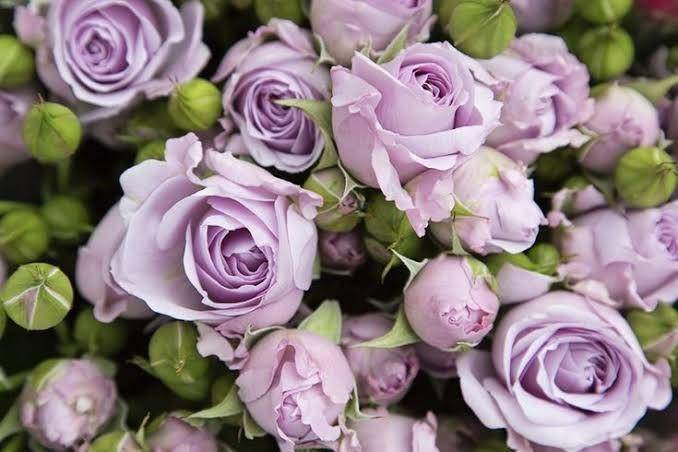 Sterling Sensation rose. (Pinterest)