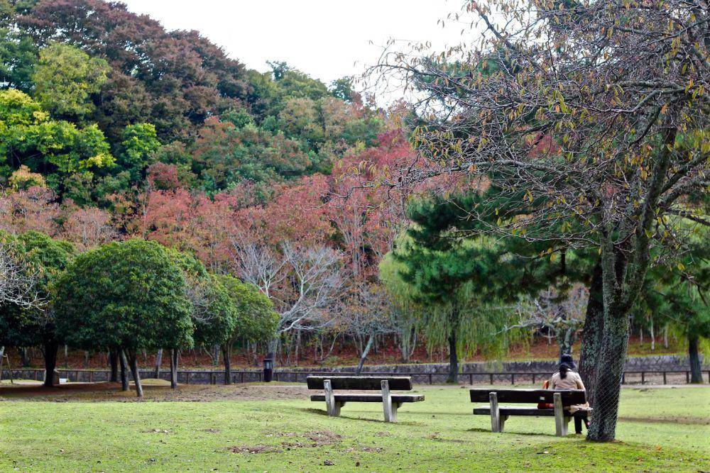 potrat taman di Nara (unsplash.com/Lynette Garcia)