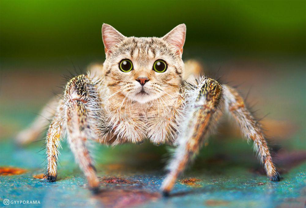 11 Potret Kucing Berlagak Mirip Laba-laba, Kocak Betul!