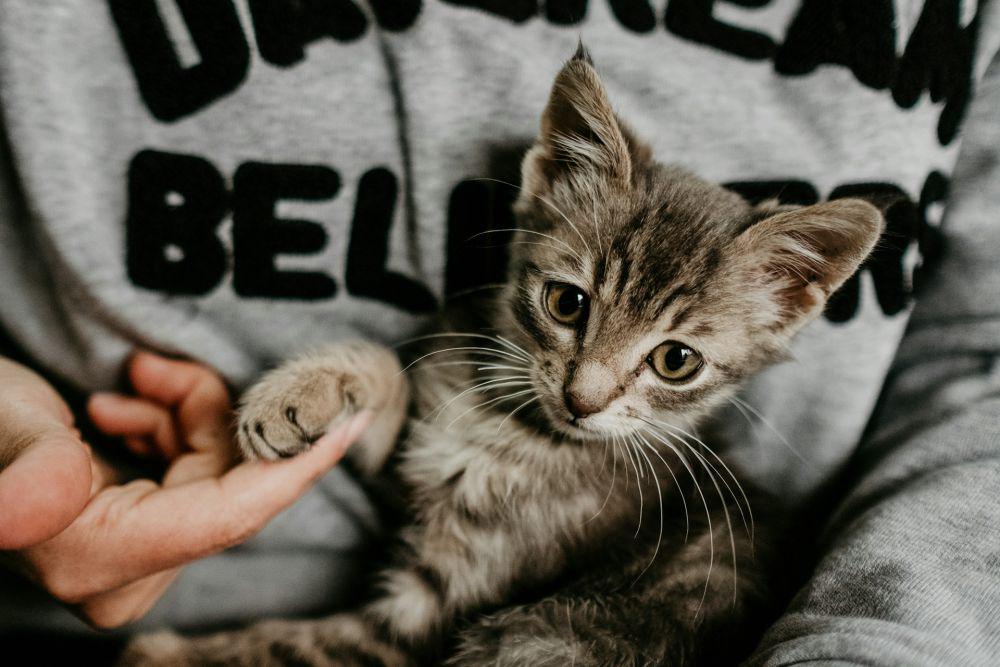 5 Tanda Kamu Seorang Ailurophile, Mampu Memahami Kucing