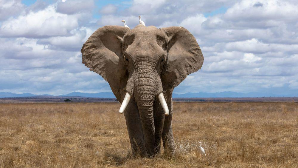 Kenapa Gajah Punya Ingatan yang Kuat?