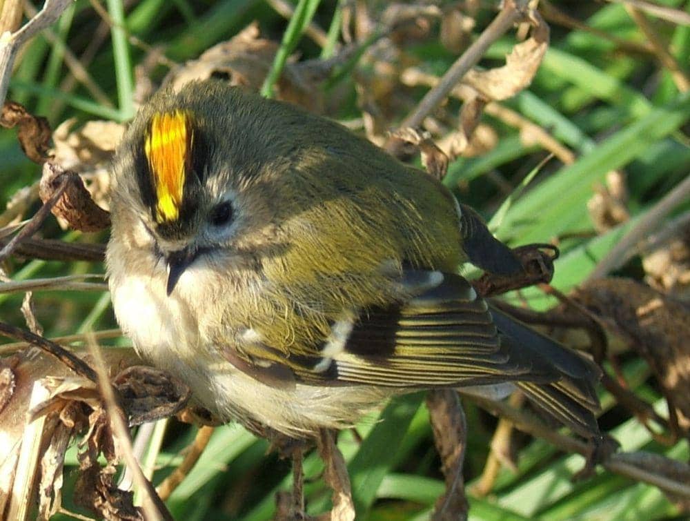 burung goldcrest (commons.wikimedia.org/MPF)