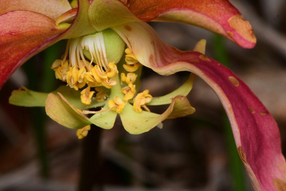 10 Jenis Sarracenia Hibrida Alam, Bentuk Perangkapnya yang Eksotis!