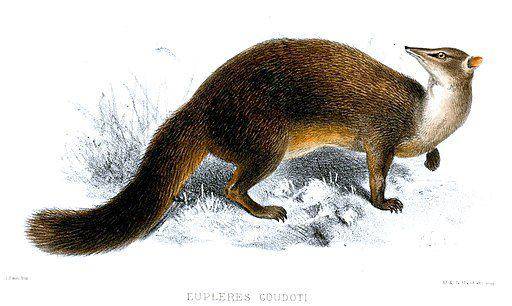 ilustrasi eastern falanouc, kerabat erat western falanouc (commons.wikimedia.org/ Joseph Smit, Public Domain)