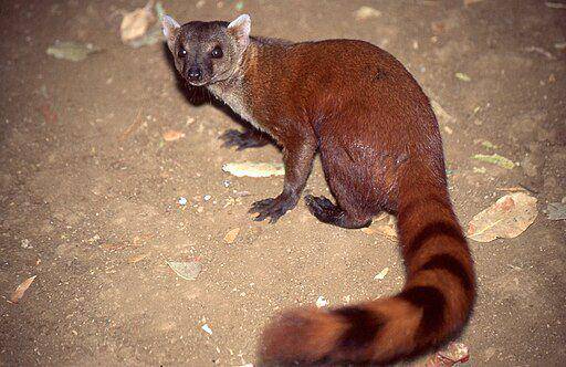 ring-tailed mongoose (commons.wikimedia.org/ Bernard Dupont)