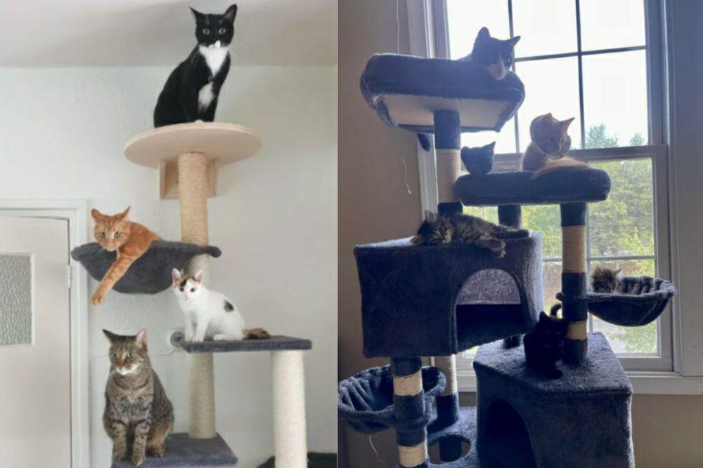 9 Potret Lucu Anabul di Pohon Kucing, Satu Geng Ngumpul!