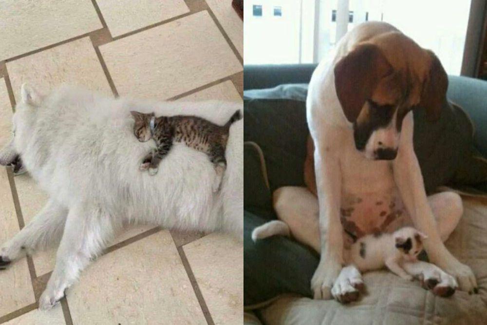7 Foto Lucu Anjing Mengasuh Anak Kucing dengan Penuh Kasih Sayang