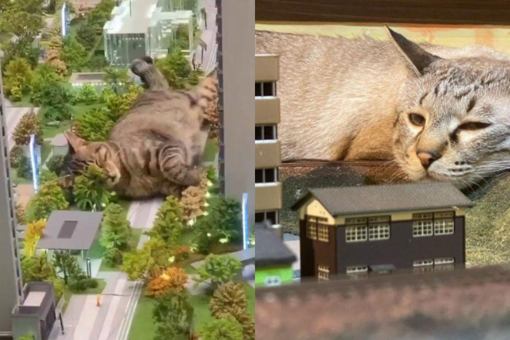 7 Foto Kucing Tiduran di Atas Miniatur Bangunan dan Rel, Jadi Kaiju!