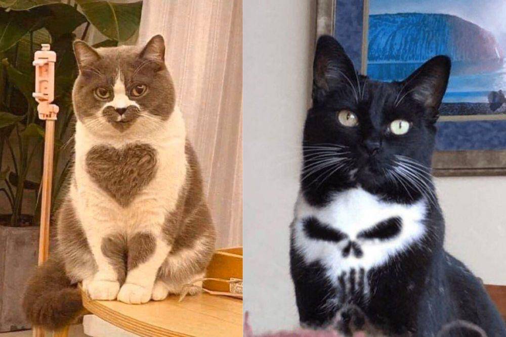 kolase potret dada kucing dengan motif lucu (twitter.com/ShouldHaveCat I twitter.com/ShouldHaveCat)