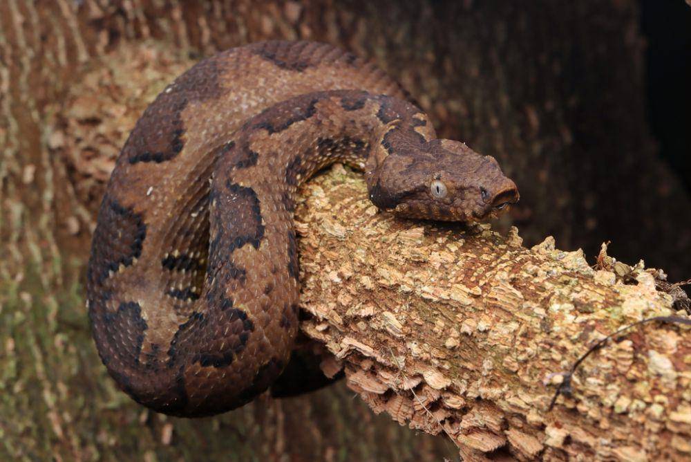 Viper boa (inaturalist.org/sparkn)