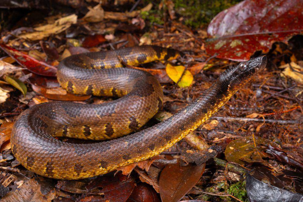 Viper boa (inaturalist.org/jonodashper)