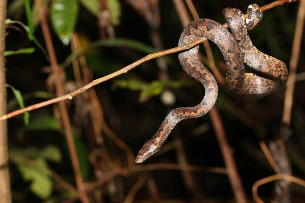 Viper boa (inaturalist.org/carlosbocos)