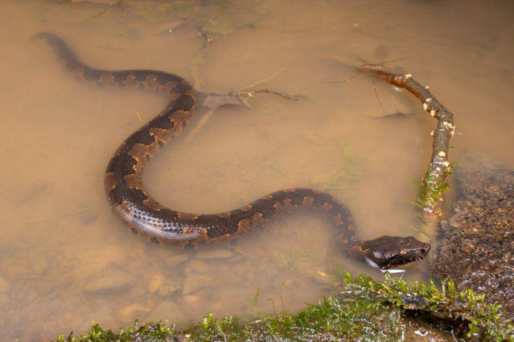 Viper boa (inaturalist.org/jonodashper)