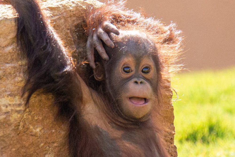 tampak dekat anak orang utan (pixabay.com/saribarazi-2852723)