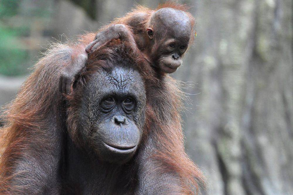 anak orang utan di punggung induknya (commons.wikimedia.org/Titik Kartitiani)